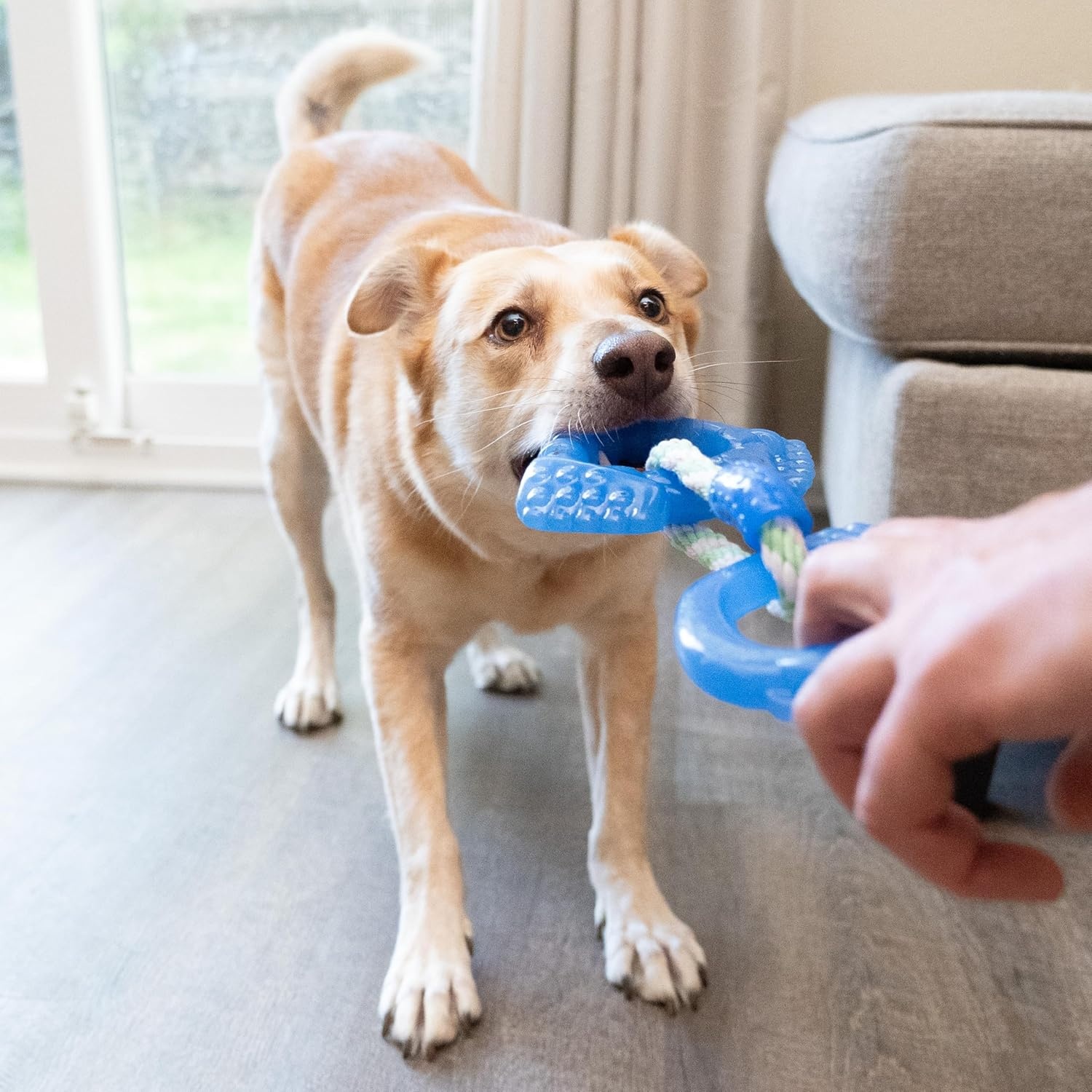 image:imageOutward Hound Dentalinks Dog Chew Toy Rings for Small Dogs and Puppies Mlt BlueDentalinks