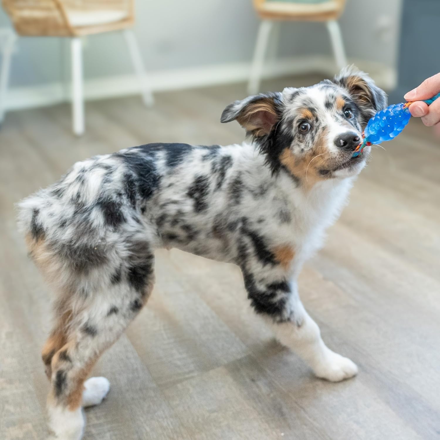 image:imageOutward Hound Dentalinks Dog Chew Toy Rings for Small Dogs and Puppies Mlt BlueMini Orka and Fox