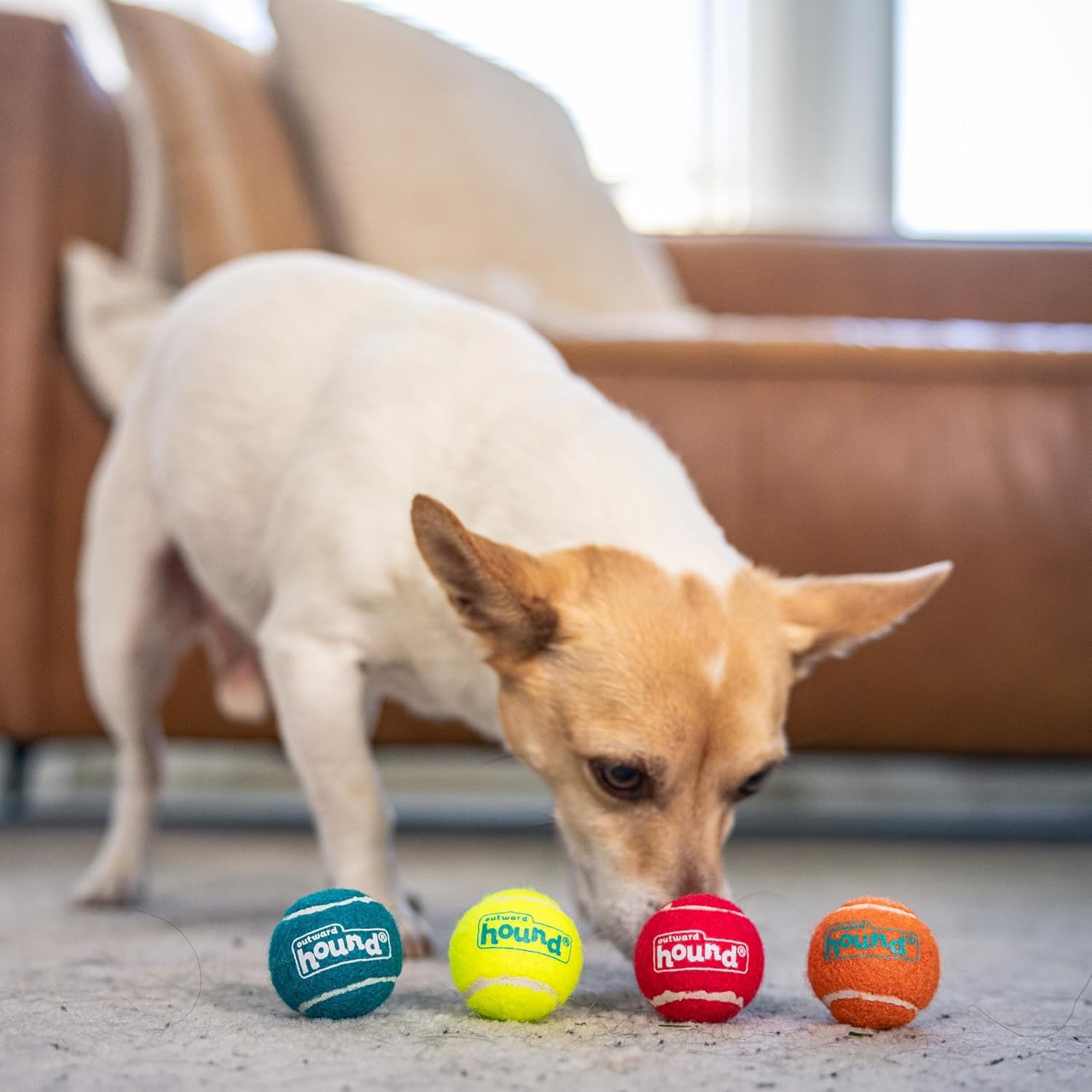 image:imageOutward Hound Squeaker Ballz 2Pack Tennis Ball Dog Toys with Squeaker Interactive Fetch Play for Pets 50 lbs and Over Training Balls for Indoor amp Outdoor Exercise Large 3inchMulti Squeaker Balls
