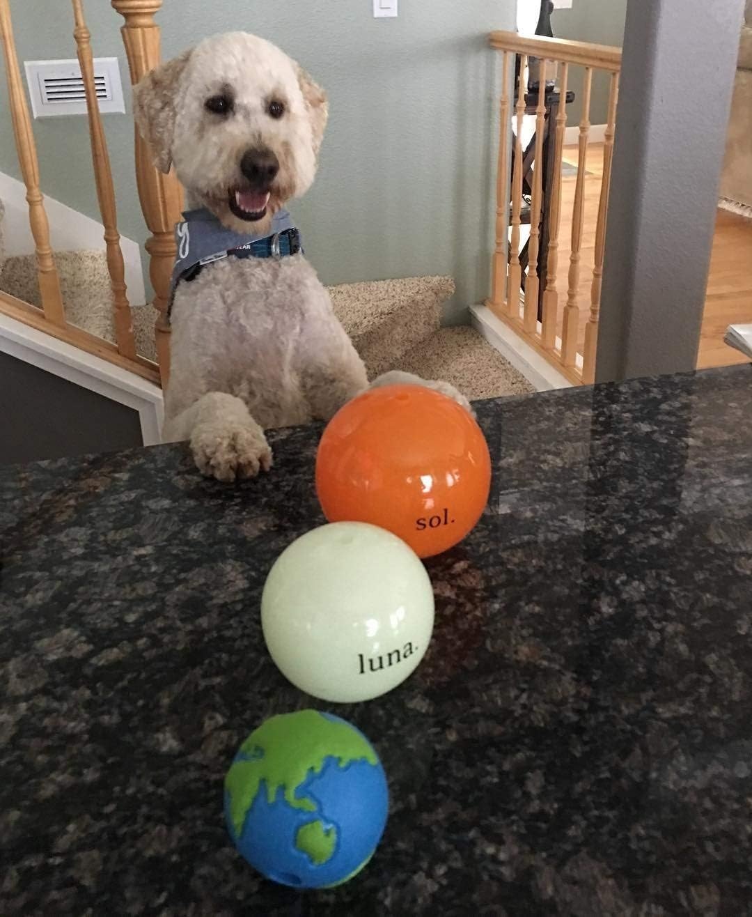 image:imageOutward Hound by Planet Dog OrbeeTuff Planet Ball BlueGreen TreatDispensing Dog Toy MediumPlanet Earth