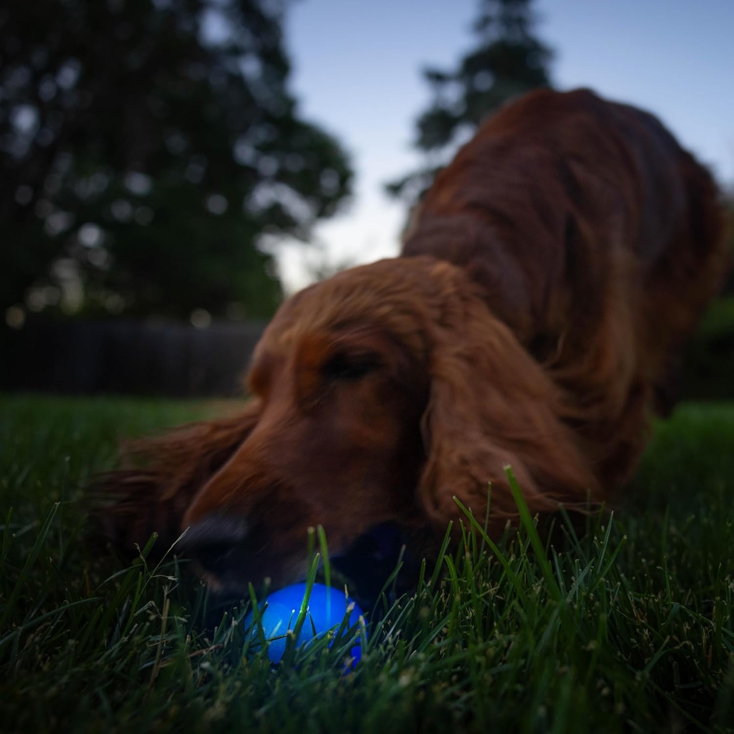 image:imageOutward Hound by Planet Dog Squeak Ball Bouncy Fetch Dog Toy PinkBlue Strobe Toy
