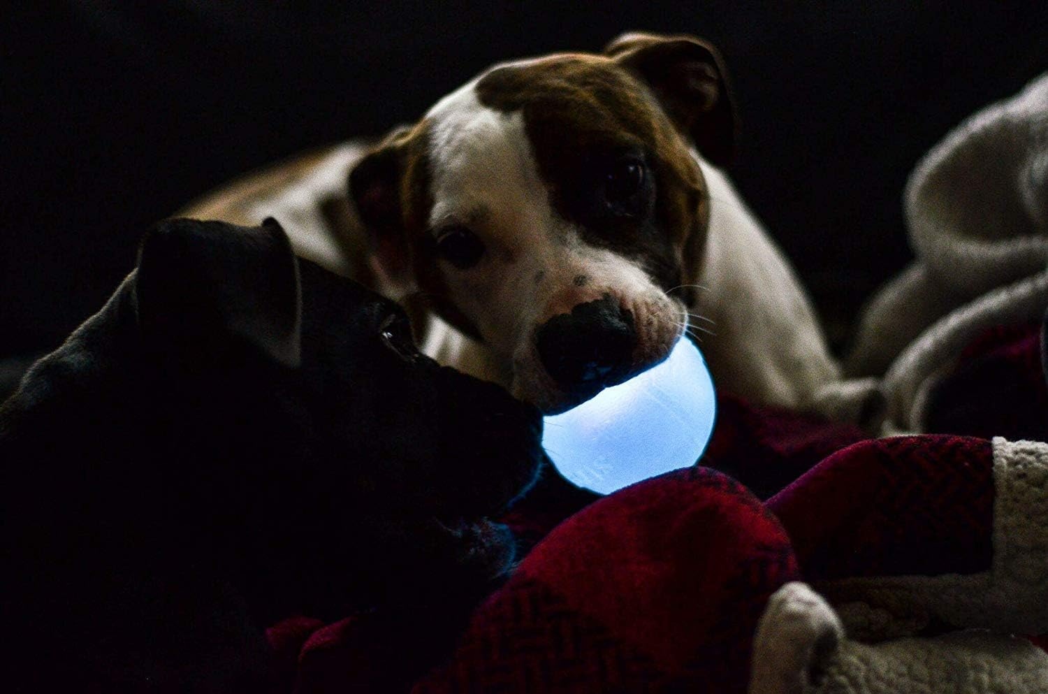 image:imageOutward Hound by Planet Dog Squeak Ball Bouncy Fetch Dog Toy PinkBlue Strobe Toy