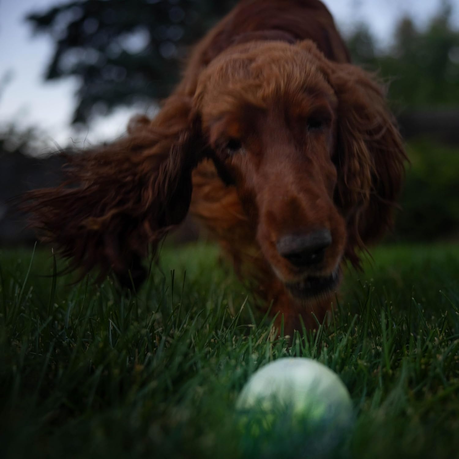 image:imageOutward Hound by Planet Dog Squeak Ball Bouncy Fetch Dog Toy PinkGreen Strobe Toy