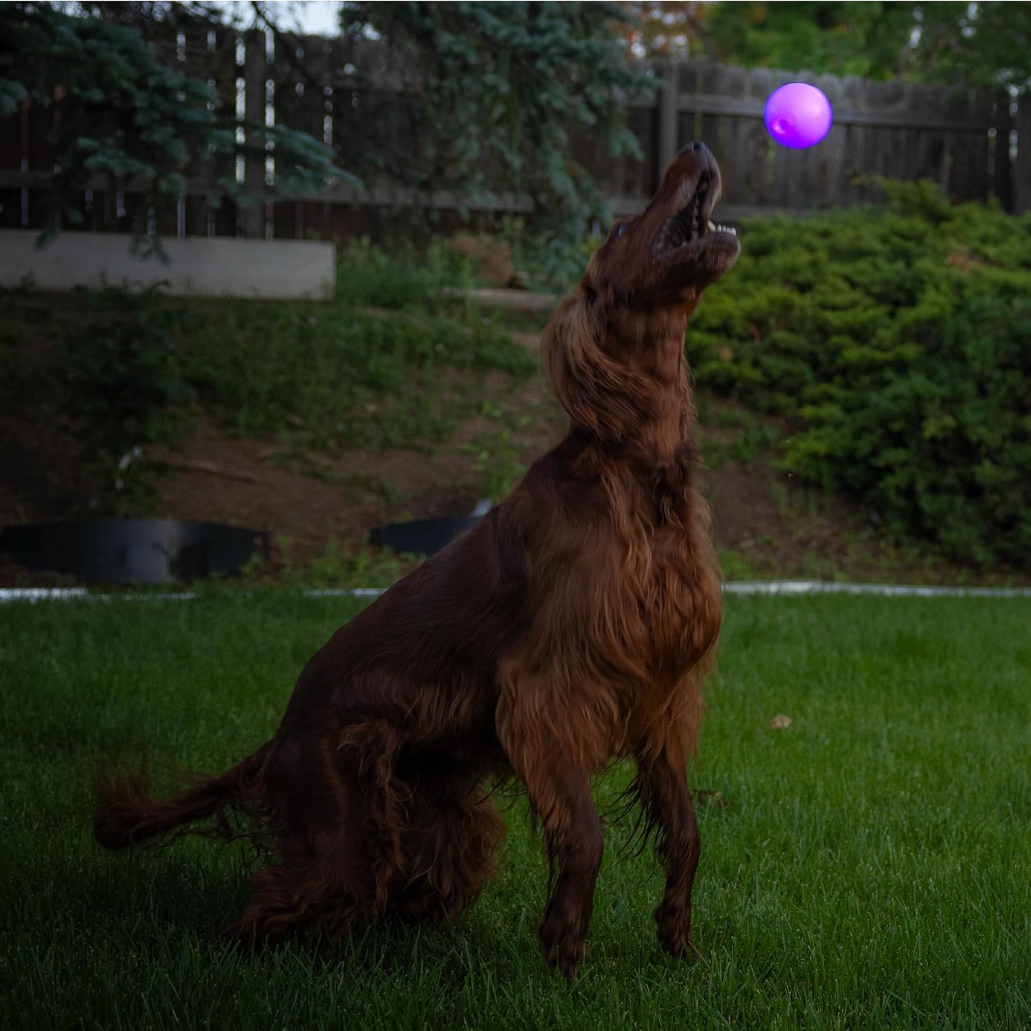 image:imageOutward Hound by Planet Dog Squeak Ball Bouncy Fetch Dog Toy PinkPurple Strobe Toy