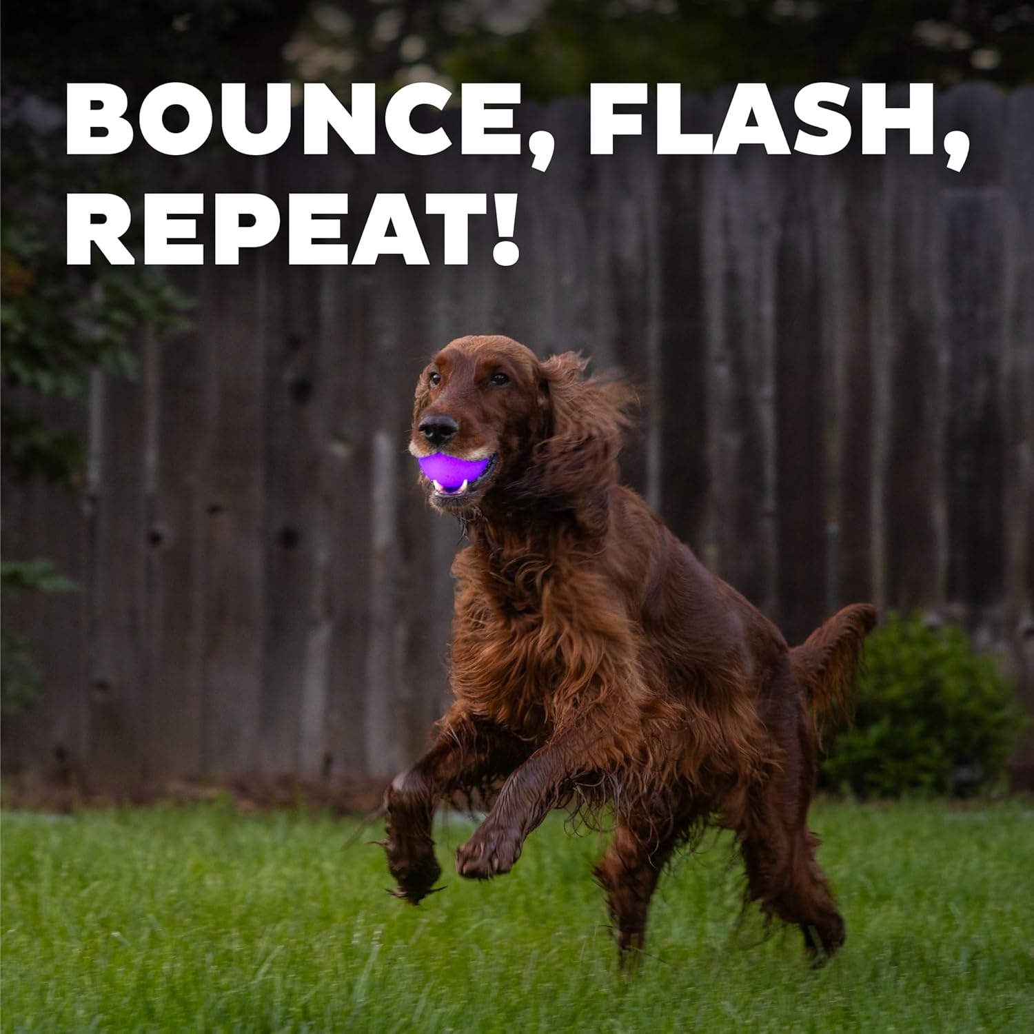 image:imageOutward Hound by Planet Dog Squeak Ball Bouncy Fetch Dog Toy PinkPurple Strobe Toy