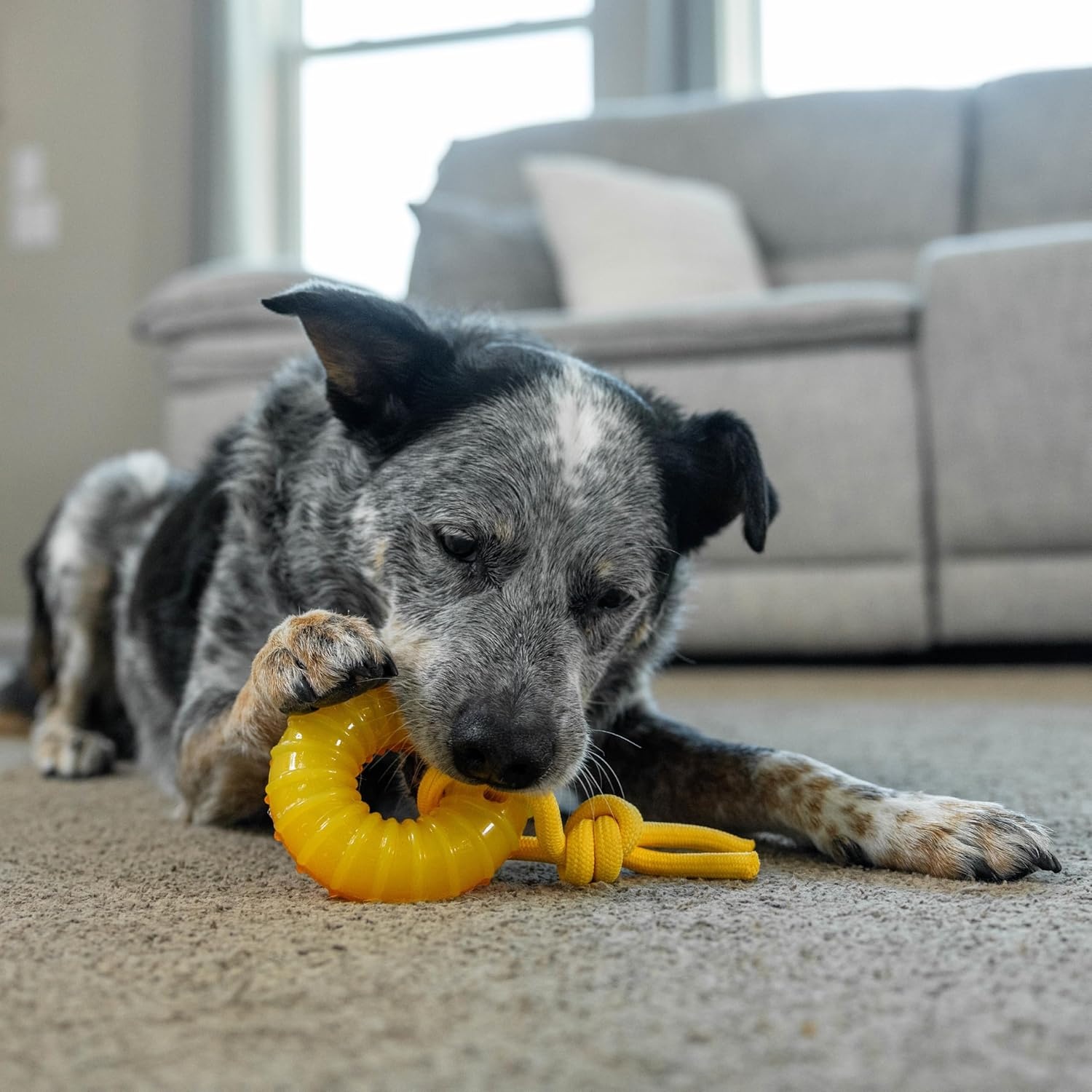 image:imageOutward Hound Gummiez Peach Ring 2in1 Dental Dog Chew Toy and Treat Stuffer Game Peach ScentGummiez Peach Ring
