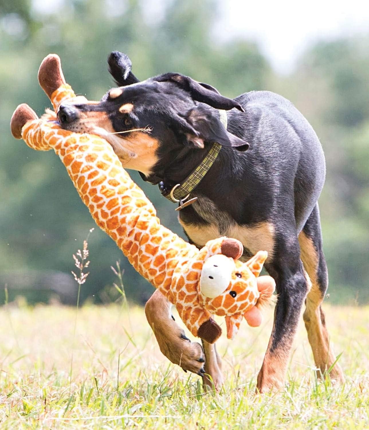 image:imageOutward Hound Longidudes Gator Long Crinkly amp Squeaky Dog Toy GreenGiraffe
