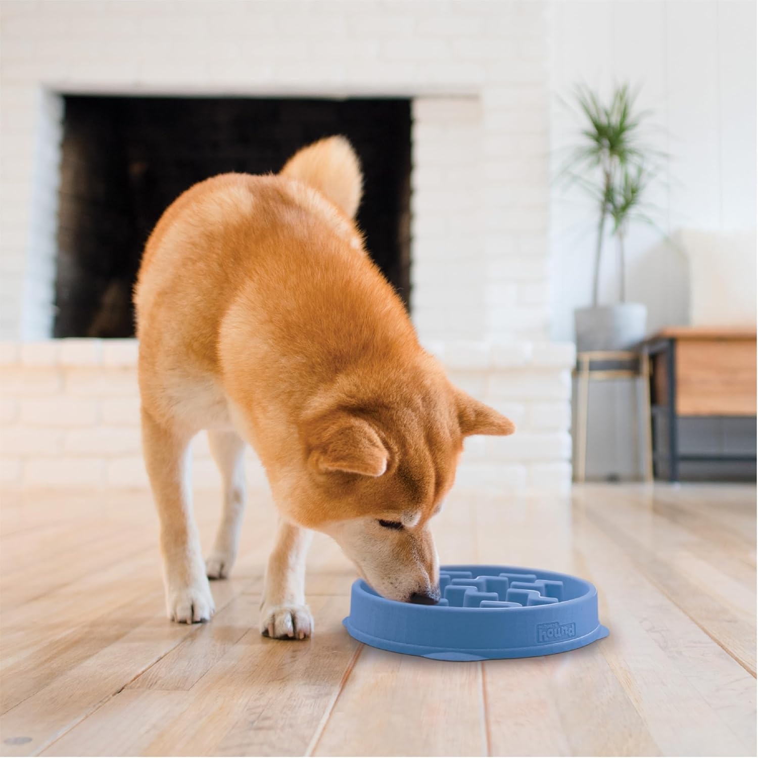 image:imageOutward Hound Medium Slow Feeder Bowl Puzzle Maze for Fast Eaters Small to Medium Dogs Helps Prevent Bloat amp Aid Digestion Holds 2 Cups Wet or Dry Food NonSlip Made Without BPA SageBlue