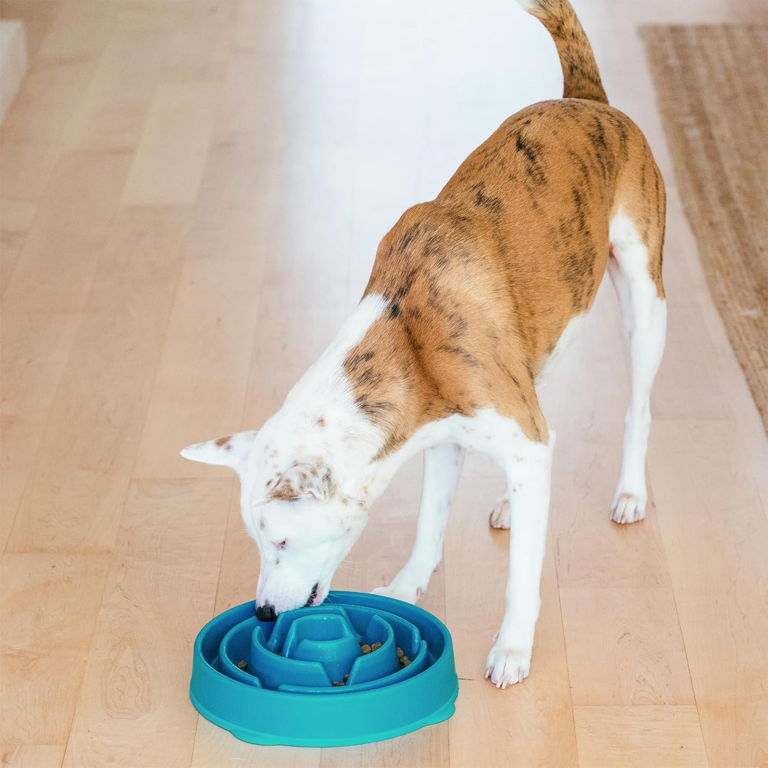 image:imageOutward Hound Medium Slow Feeder Bowl Puzzle Maze for Fast Eaters Small to Medium Dogs Helps Prevent Bloat amp Aid Digestion Holds 2 Cups Wet or Dry Food NonSlip Made Without BPA SageTurquoise