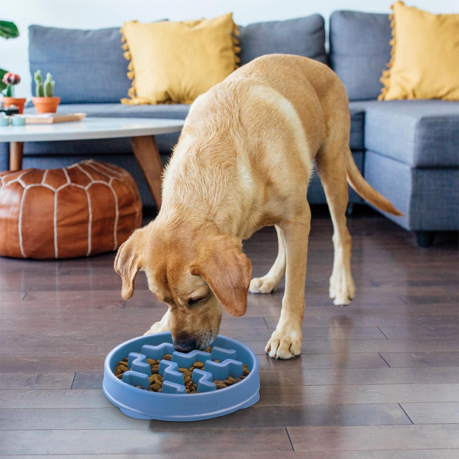 image:imageOutward Hound Medium Slow Feeder Bowl Puzzle Maze for Fast Eaters Small to Medium Dogs Helps Prevent Bloat amp Aid Digestion Holds 2 Cups Wet or Dry Food NonSlip Made Without BPA SageBlue