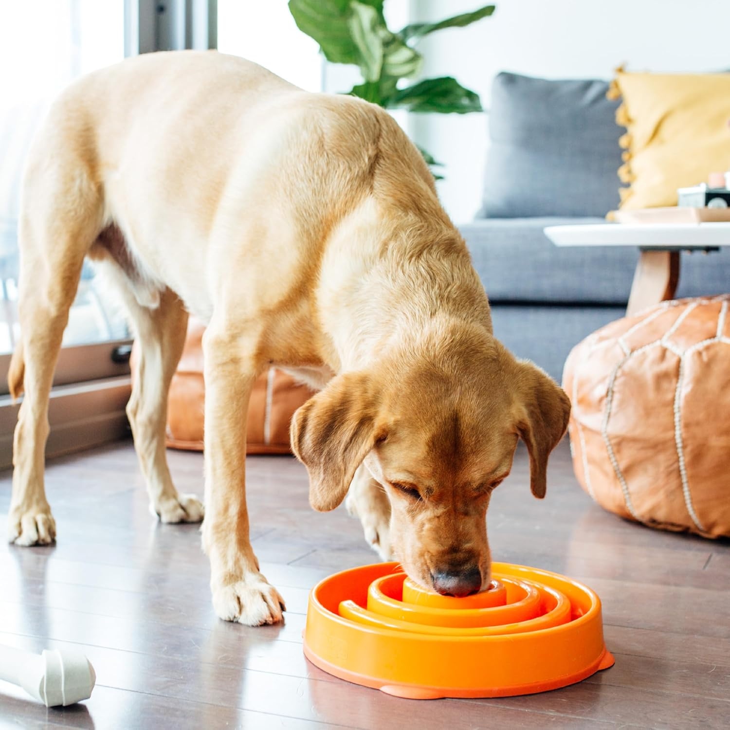 image:imageOutward Hound Medium Slow Feeder Bowl Puzzle Maze for Fast Eaters Small to Medium Dogs Helps Prevent Bloat amp Aid Digestion Holds 2 Cups Wet or Dry Food NonSlip Made Without BPA SageOrange