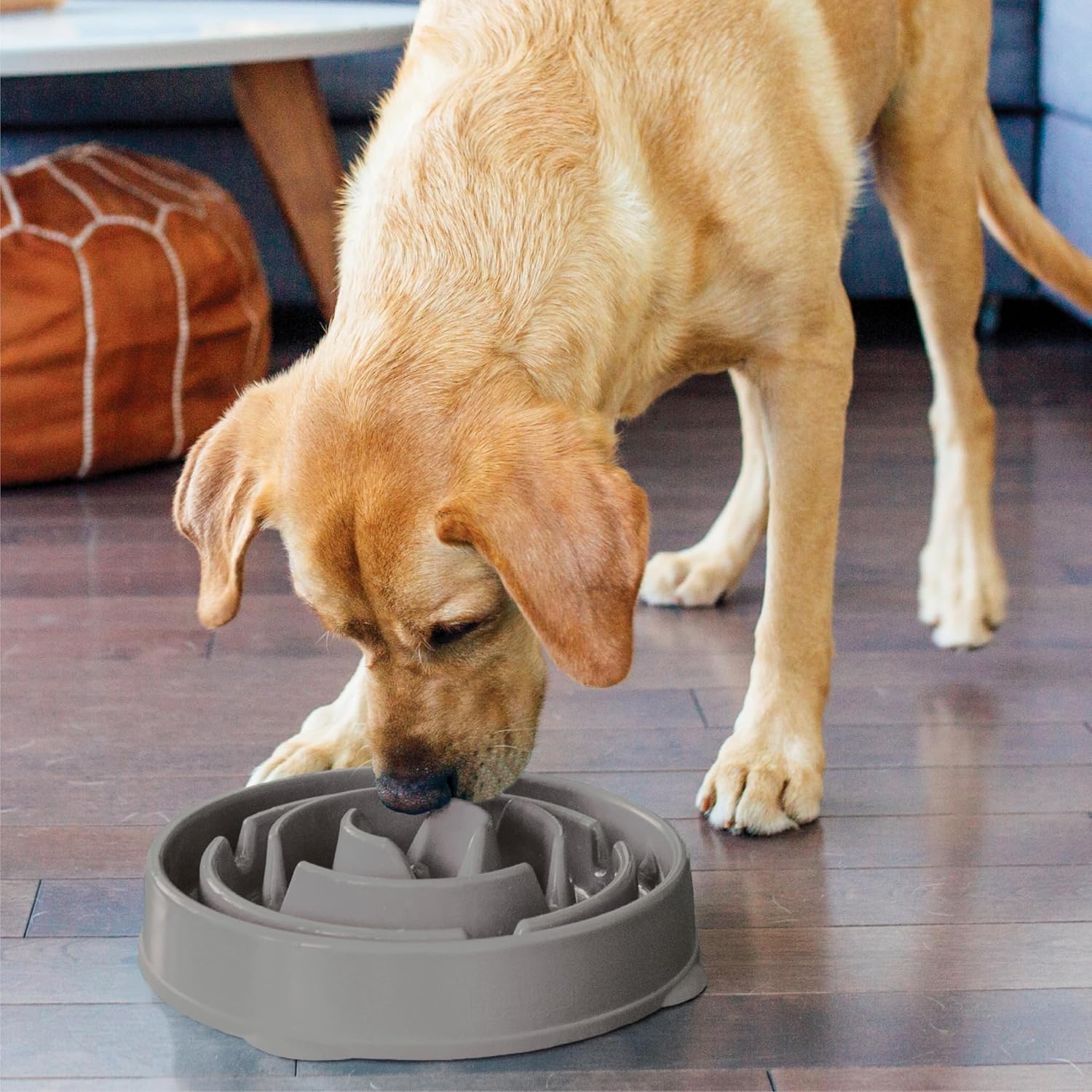image:imageOutward Hound Medium Slow Feeder Bowl Puzzle Maze for Fast Eaters Small to Medium Dogs Helps Prevent Bloat amp Aid Digestion Holds 2 Cups Wet or Dry Food NonSlip Made Without BPA SageGray