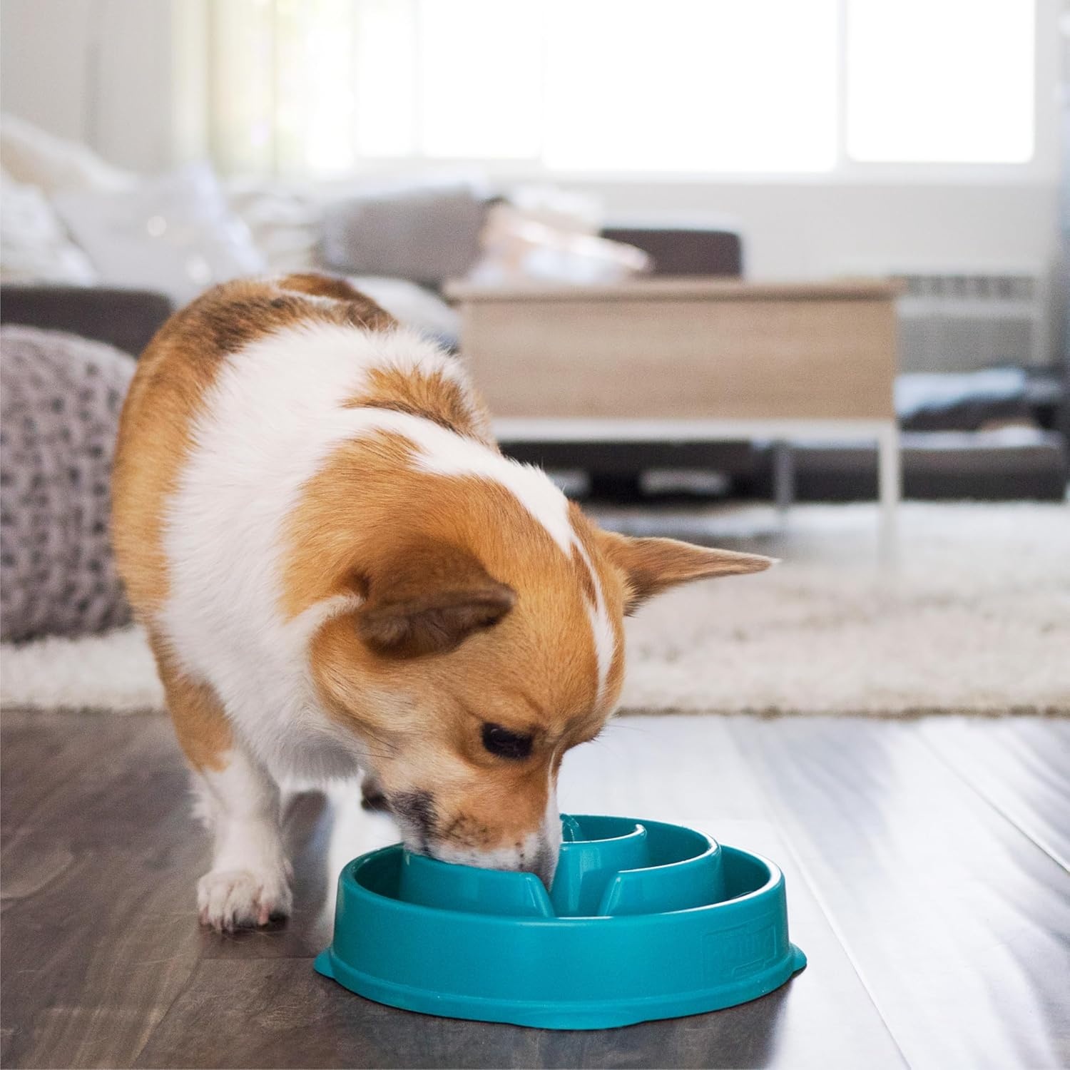 image:imageOutward Hound Medium Slow Feeder Bowl Puzzle Maze for Fast Eaters Small to Medium Dogs Helps Prevent Bloat amp Aid Digestion Holds 2 Cups Wet or Dry Food NonSlip Made Without BPA SageTurquoise