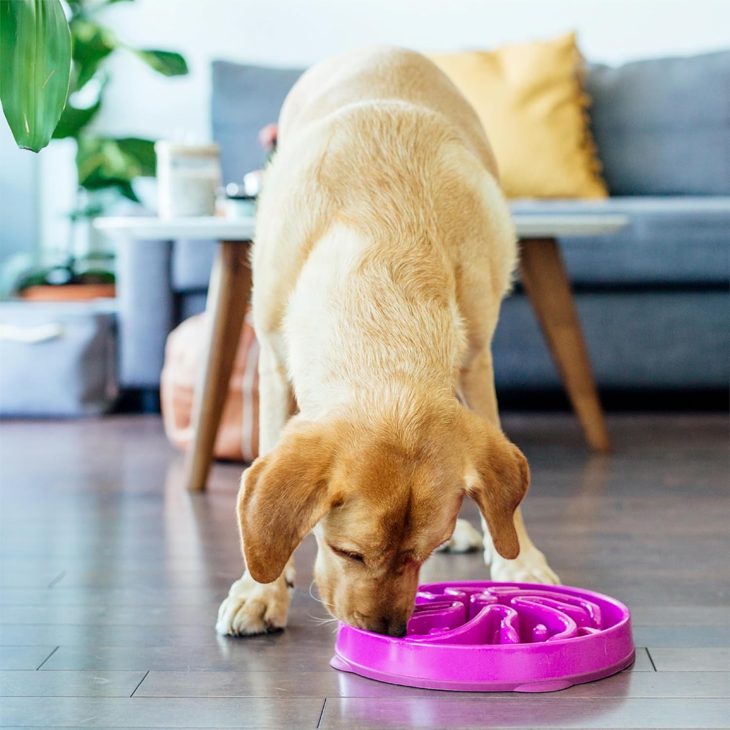 image:imageOutward Hound Medium Slow Feeder Bowl Puzzle Maze for Fast Eaters Small to Medium Dogs Helps Prevent Bloat amp Aid Digestion Holds 2 Cups Wet or Dry Food NonSlip Made Without BPA SagePurple