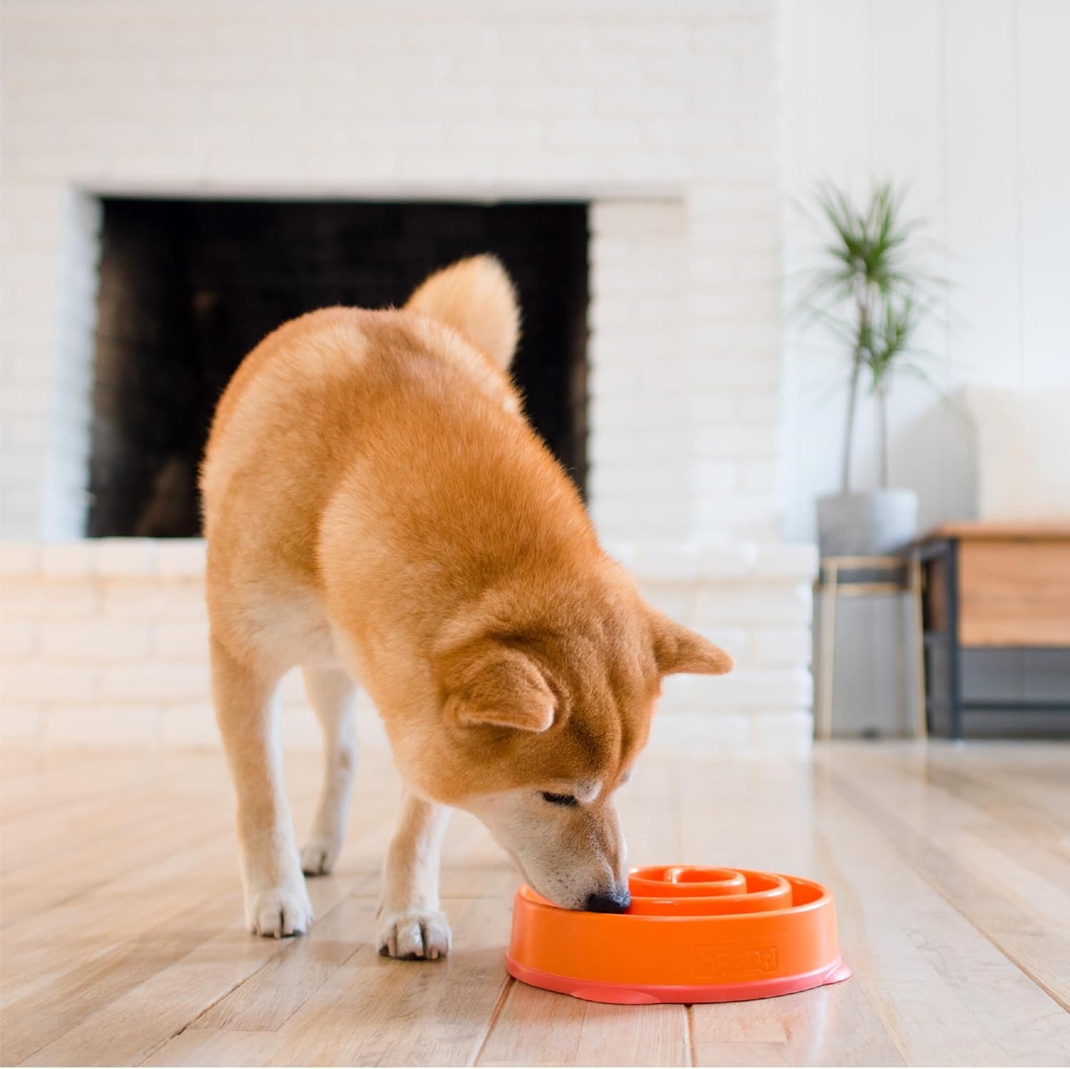 image:imageOutward Hound Medium Slow Feeder Bowl Puzzle Maze for Fast Eaters Small to Medium Dogs Helps Prevent Bloat amp Aid Digestion Holds 2 Cups Wet or Dry Food NonSlip Made Without BPA SageOrange