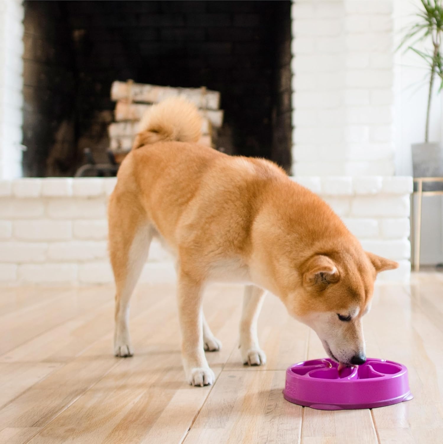 image:imageOutward Hound Medium Slow Feeder Bowl Puzzle Maze for Fast Eaters Small to Medium Dogs Helps Prevent Bloat amp Aid Digestion Holds 2 Cups Wet or Dry Food NonSlip Made Without BPA SagePurple