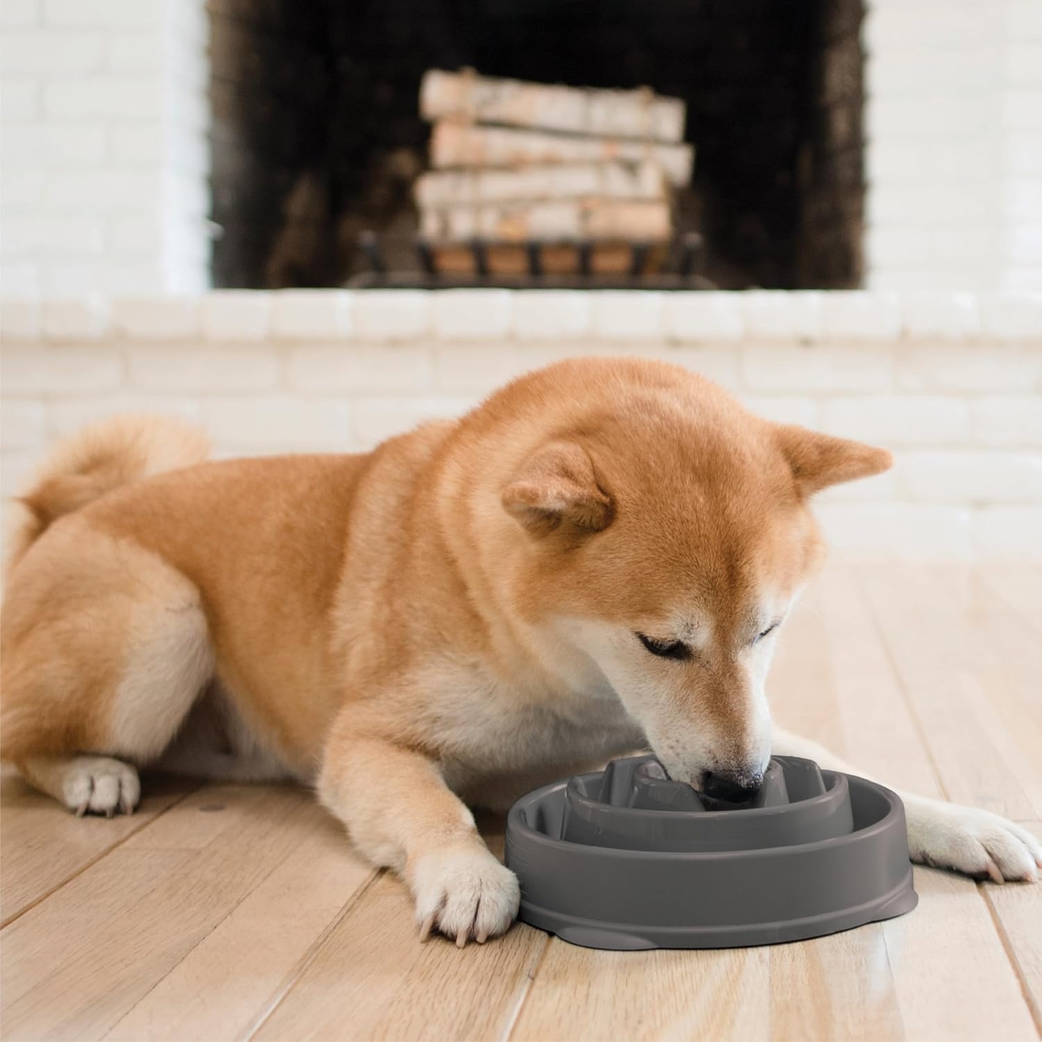 image:imageOutward Hound Medium Slow Feeder Bowl Puzzle Maze for Fast Eaters Small to Medium Dogs Helps Prevent Bloat amp Aid Digestion Holds 2 Cups Wet or Dry Food NonSlip Made Without BPA SageGray