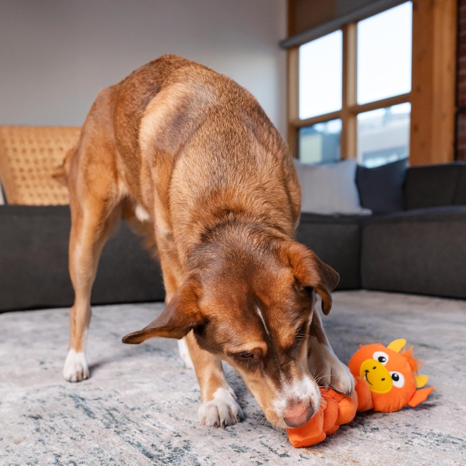 image:imageOutward Hound by Nina Ottosson Hide N Find Interactive Plush Dog Puzzle Durable Dog Toy Plush Enrichment Toys Cauliflower PurpleTwistiez Dragon