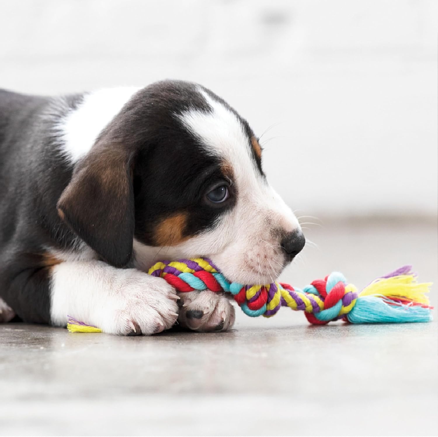 image:imagePetstages Mini Bone Tug Puppy Chew ToyDental Chew 3 Pk