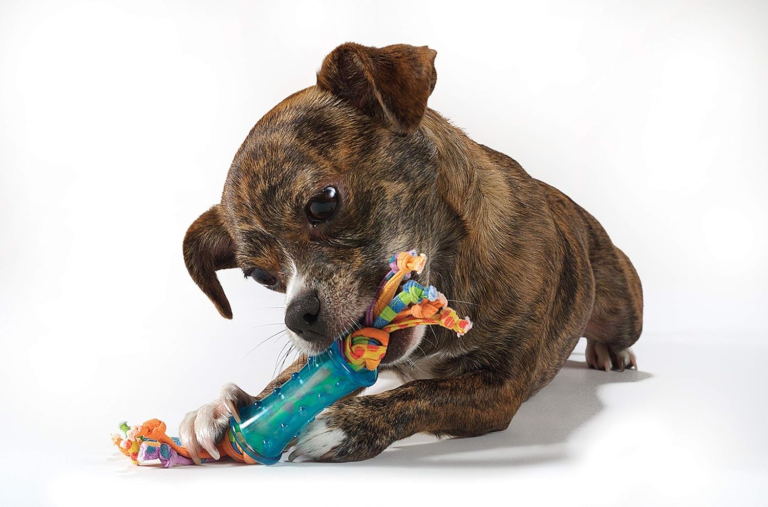 image:imagePetstages Mini Bone Tug Puppy Chew ToyDental Chew 3 Pk