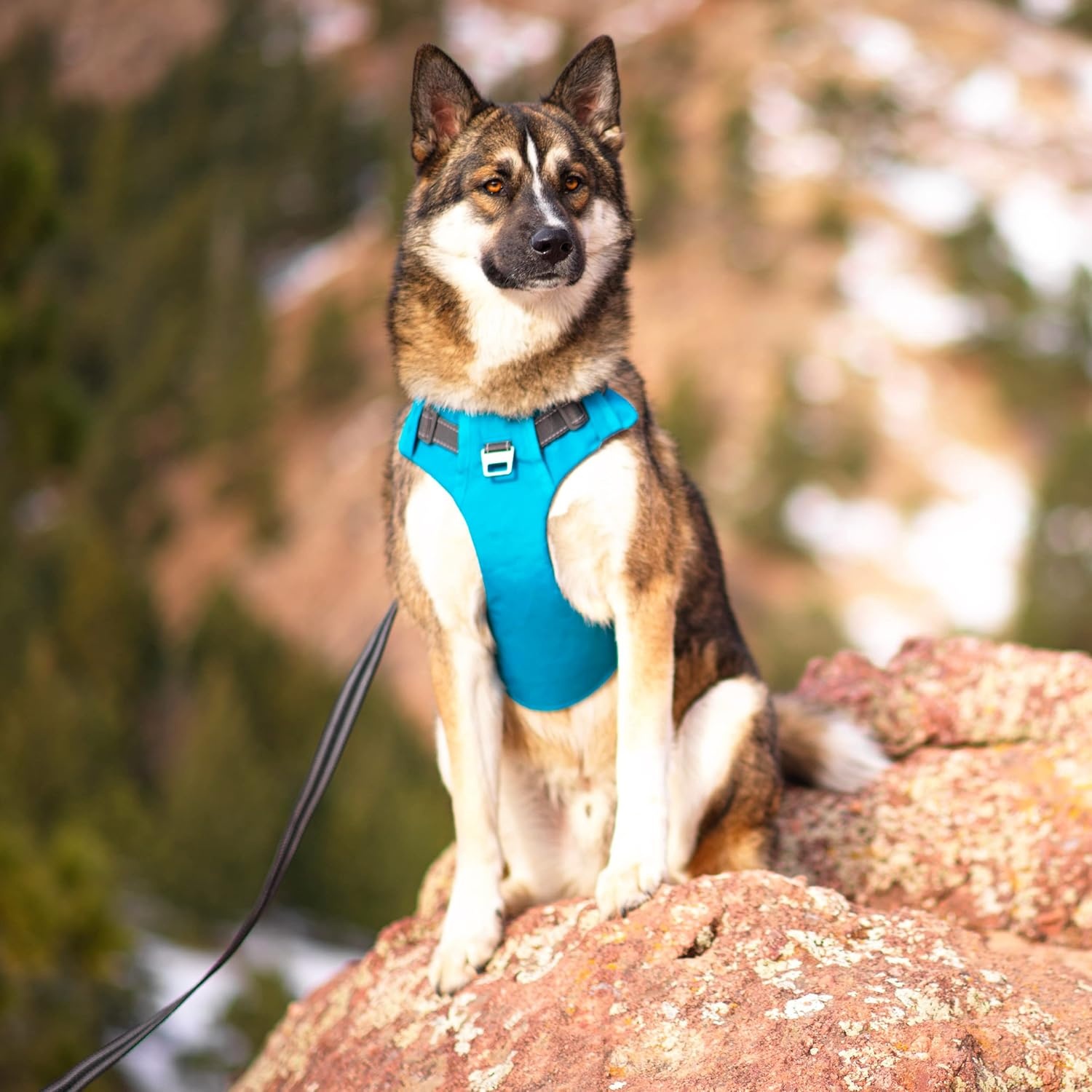 image:imageOutward Hound Boulder Grip Reflective Dog Leash Black 5 ftTurquoise