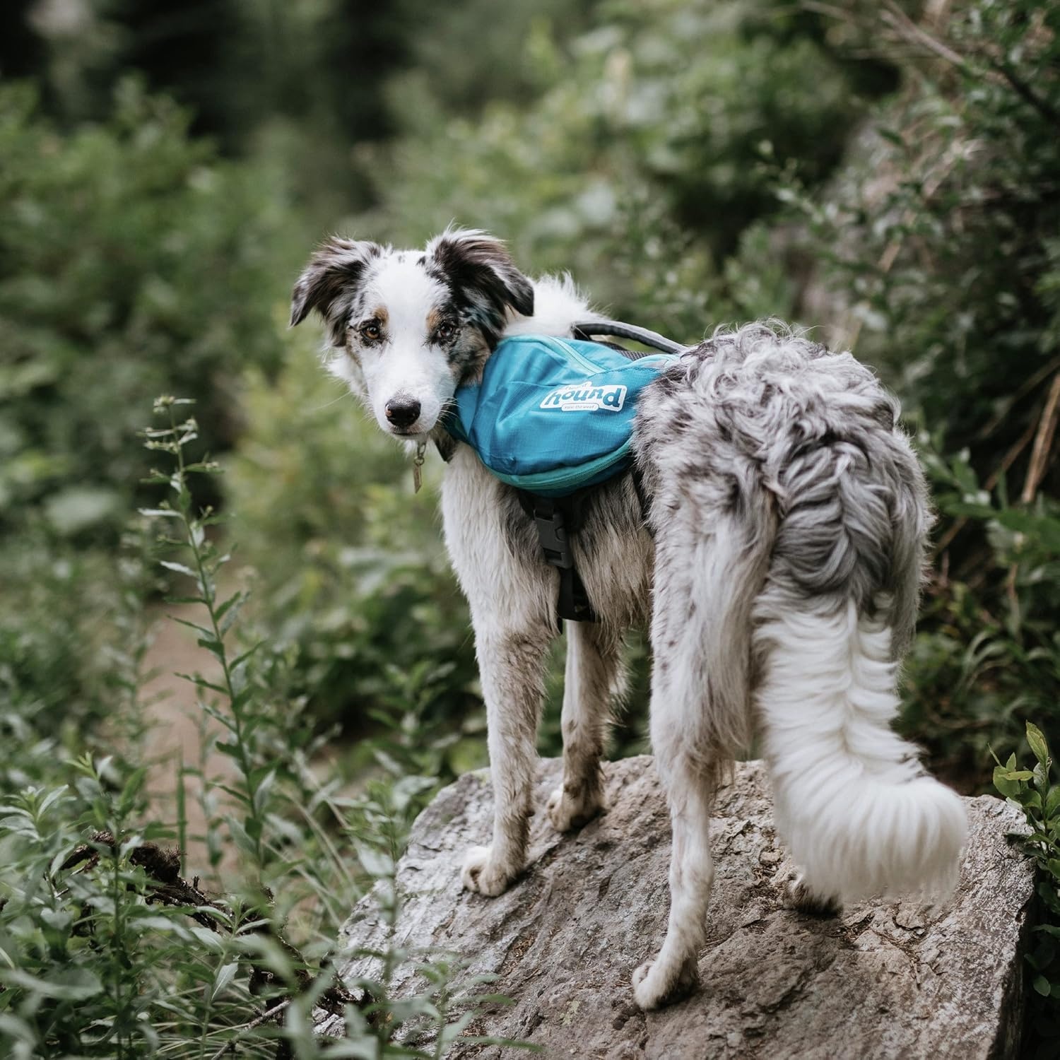 image:imageOutward Hound DayPak Blue Dog Saddleback Backpack LargeBlue