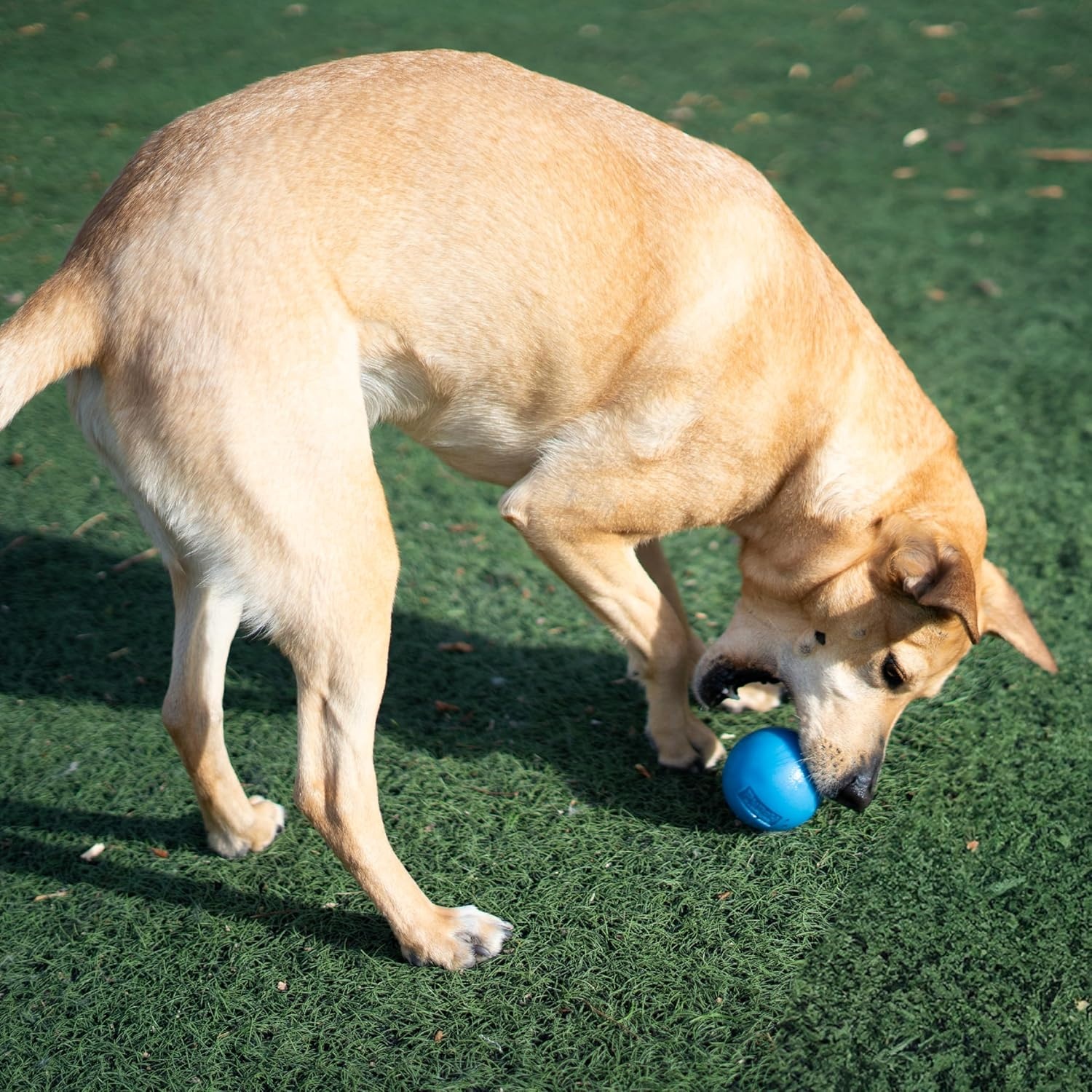 image:imageOutward Hound by Planet Dog Squeak Ball Bouncy Fetch Dog Toy OrangeBlue Squeak Toy