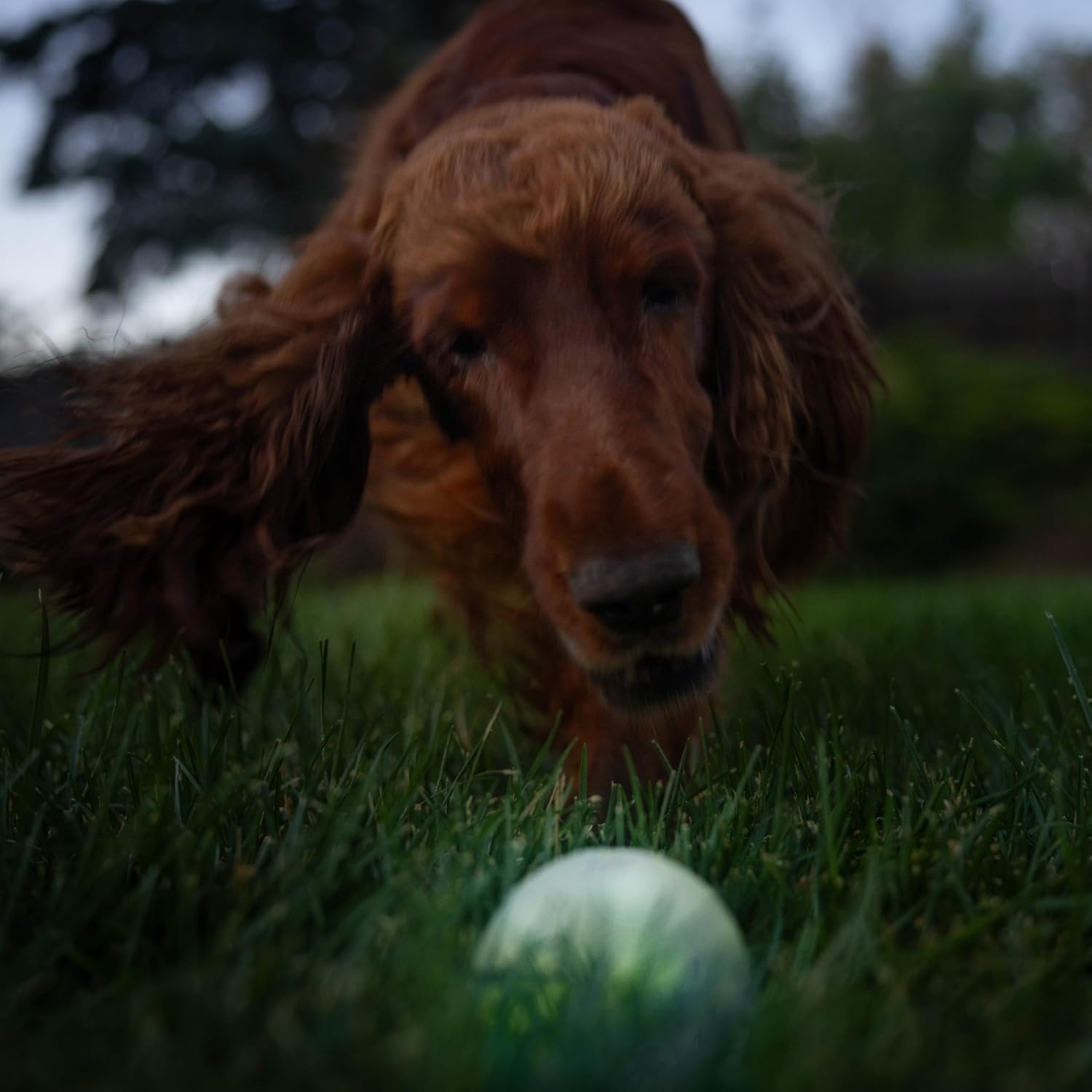image:imageOutward Hound by Planet Dog Squeak Ball Bouncy Fetch Dog Toy OrangeGlow in the Dark Strobe Toy