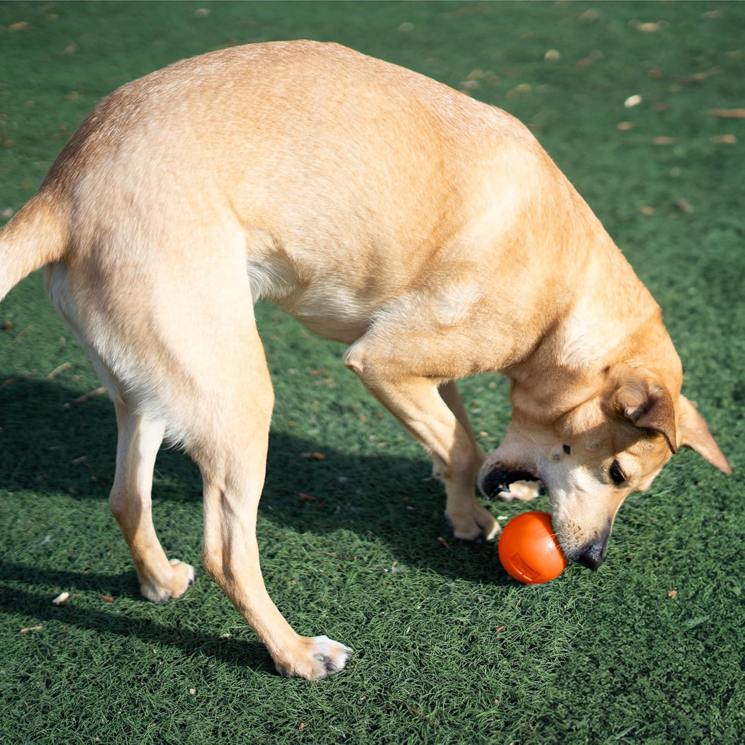 image:imageOutward Hound by Planet Dog Squeak Ball Bouncy Fetch Dog Toy OrangeOrange Squeak Toy