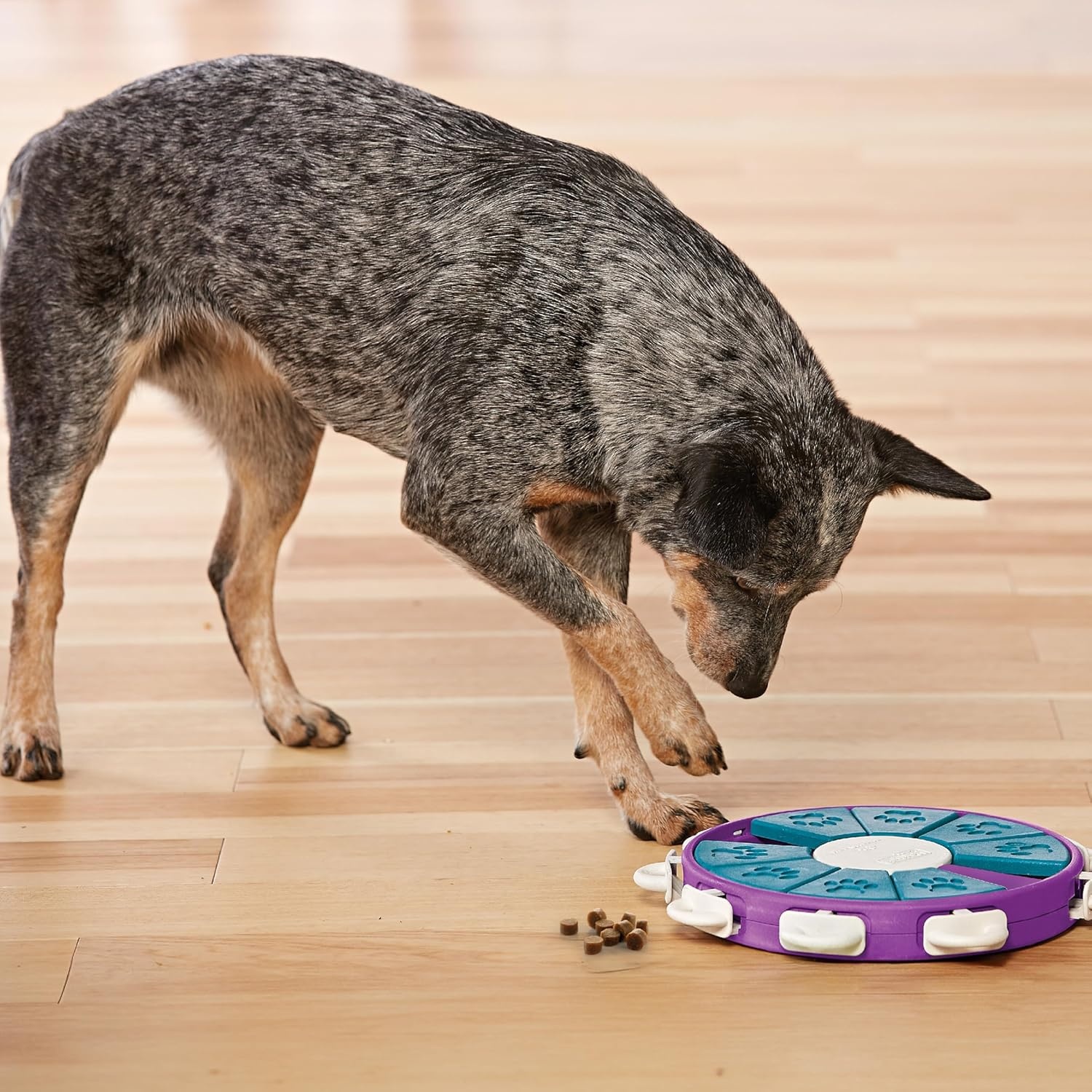image:imageOutward Hound by Nina Ottosson Dog Hide N Slide Treat Puzzle Enrichment Toy Level 2 Intermediate Tan CompositeDog Twister Purple Blue
