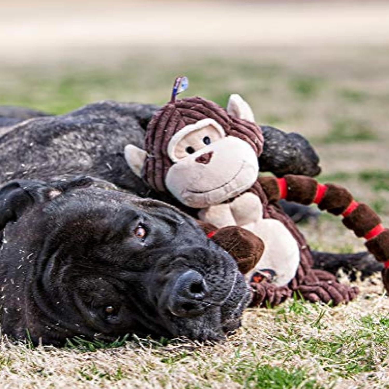 image:imageOutward Hound Thunda Tugga Gorilla Plush amp Squeaky Dog Tug ToyCow