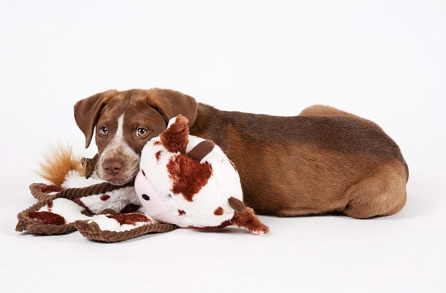 image:imageOutward Hound by Charming Pet Animates Lamb Plush Squeaky Dog ToyTugs Bunny